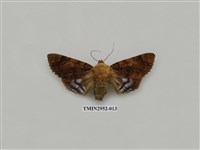 藏品(夜蛾319)的圖片